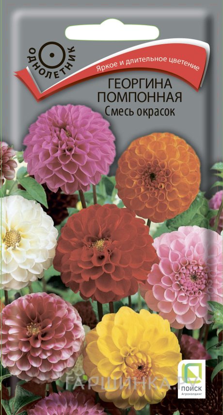 Семена Георгина помпонная Смесь окрасок 0,3, Поиск