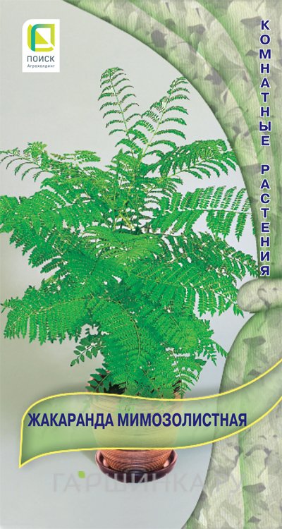 Семена Жакаранда мимозолистная . 5, Поиск