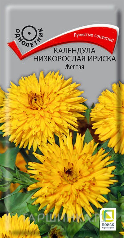 Семена Календула низкорослая Ириска Желтая 10, Поиск