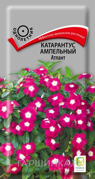 Семена Катарантус ампельный Атлант 10, Поиск