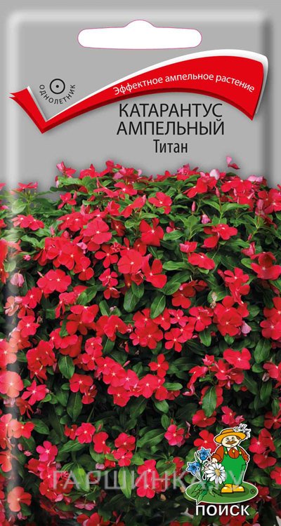 Семена Катарантус ампельный Титан 10, Поиск