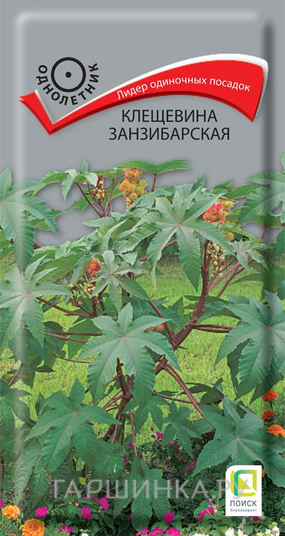 Семена Клещевина занзибарская . 3, Поиск
