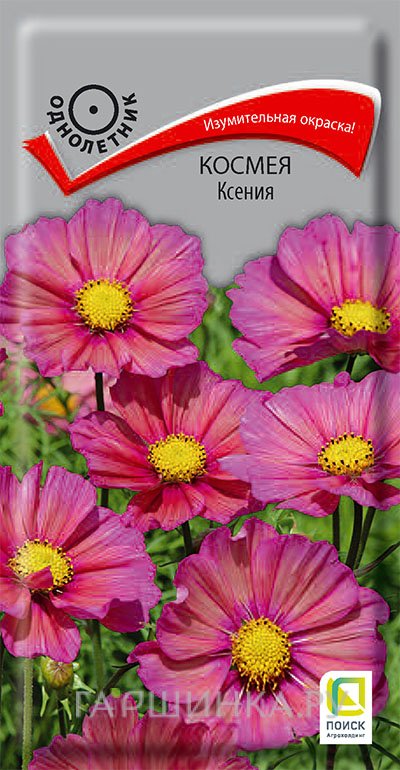 Семена Космея Ксения 10, Поиск