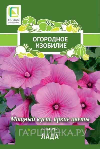 Семена Лаватера Лада 0,3, Поиск