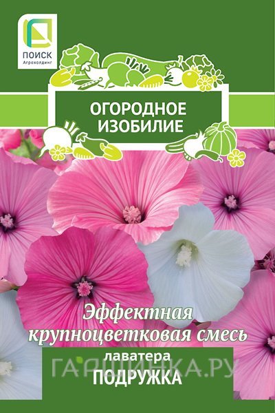 Семена Лаватера Подружка 0,3, Поиск