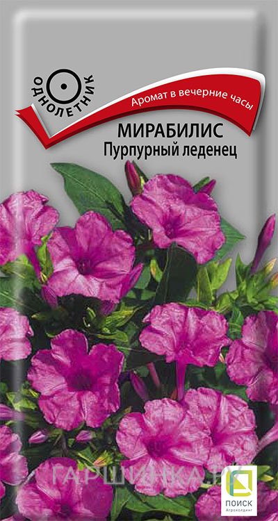 Семена Мирабилис Пурпурный леденец 1, Поиск
