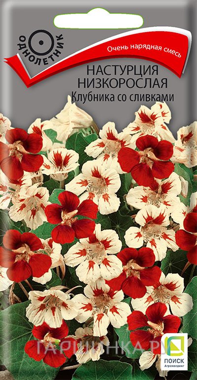 Семена Настурция низкорослая Клубника со сливками 1, Поиск