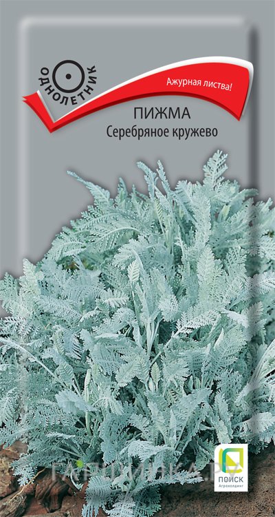 Семена Пижма Серебряное кружево 10, Поиск