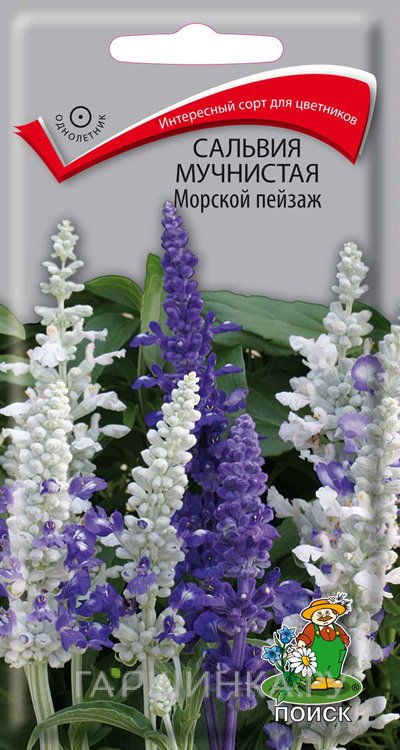 Семена Сальвия мучнистая Морской пейзаж 10, Поиск