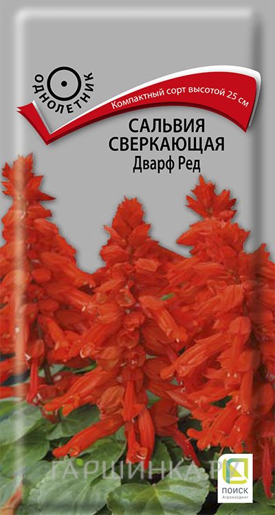 Семена Сальвия сверкающая Дварф ред 0,1, Поиск