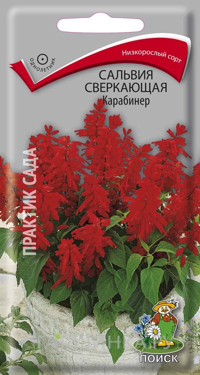 Семена Сальвия сверкающая Карабинер 0,1, Поиск
