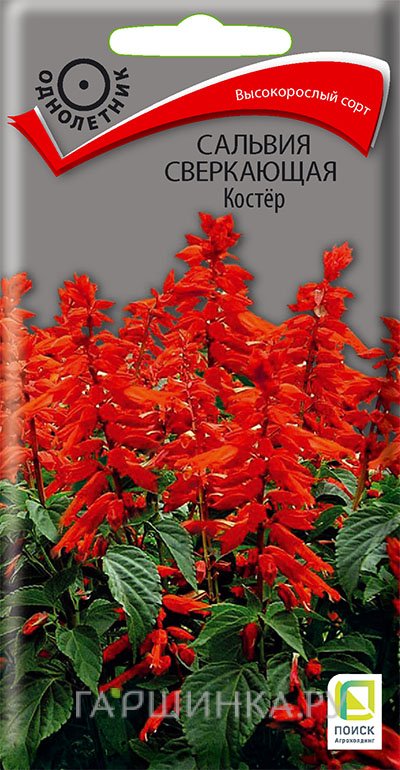 Семена Сальвия сверкающая Костер 0,1, Поиск