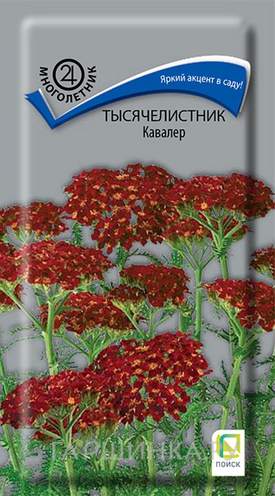 Семена Тысячелистник Кавалер 0,1, Поиск