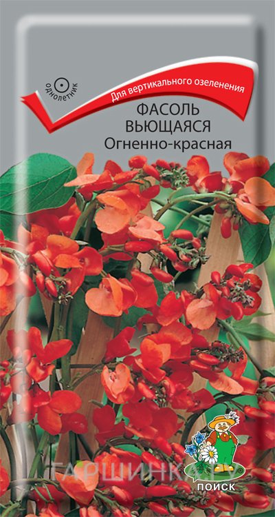 Семена Фасоль вьющаяся Огненно-красная 5, Поиск