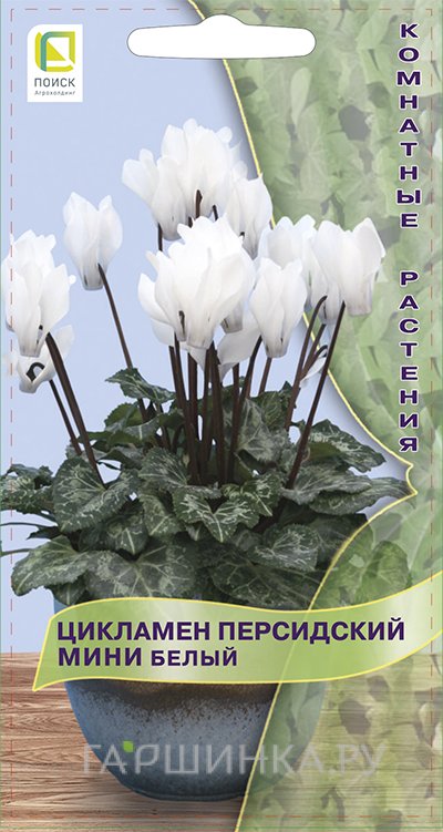 Семена Цикламен персидский мини Белый 2, Поиск