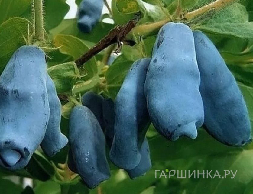 Жимолость Крупноплодная