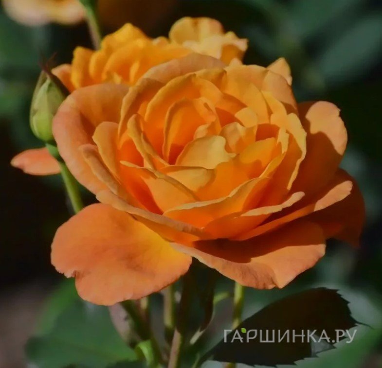 Роза Априкот Лейс