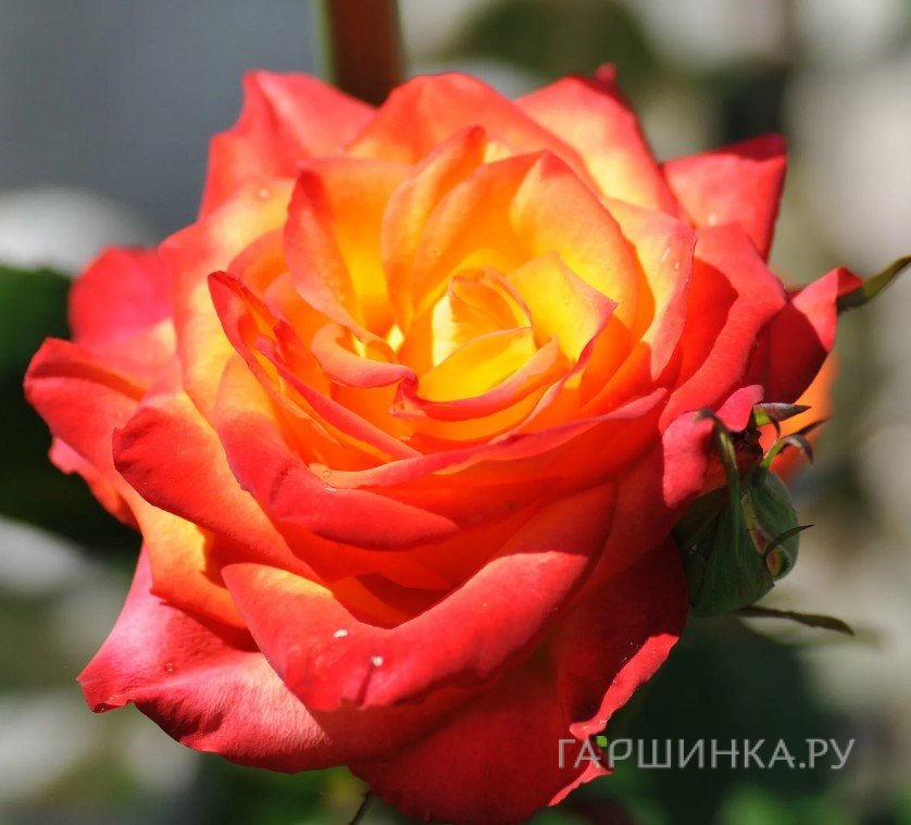 Роза Самба, Кордес (лиц)