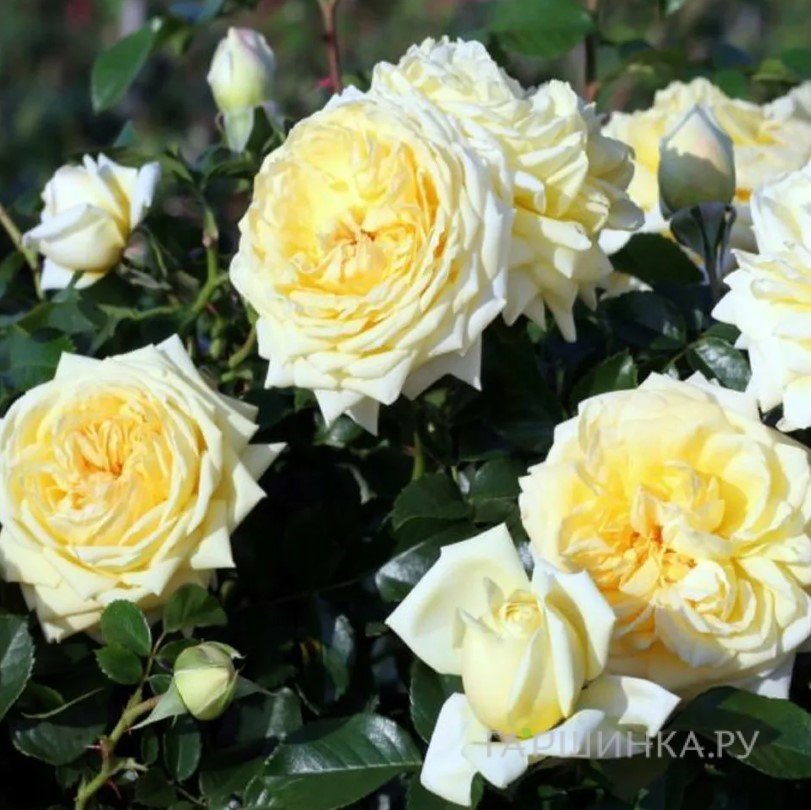Роза Ванилла Мейдиланд, Мейян