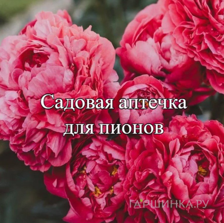 Аптечка для осенней посадки пионов