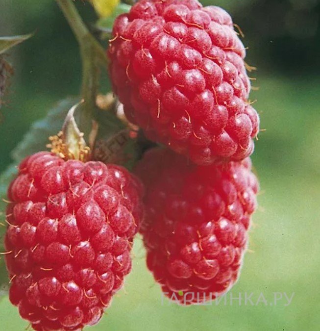 Малина Красная Королева бесшипная