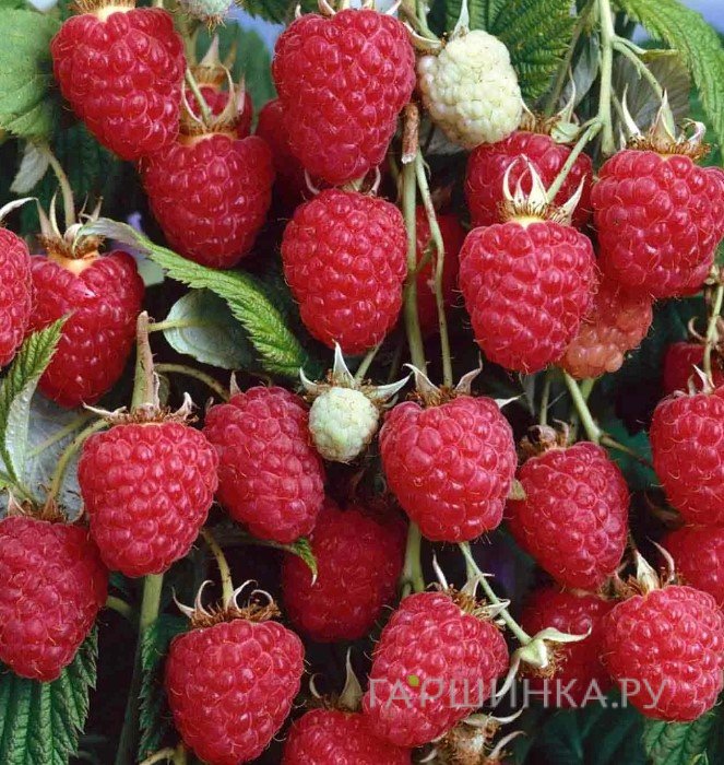 Малина Крепыш