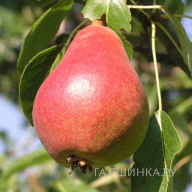 Груша Кокинская