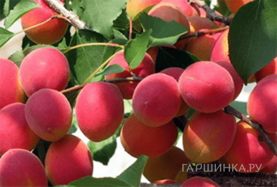 Абрикос Саратовский Рубин