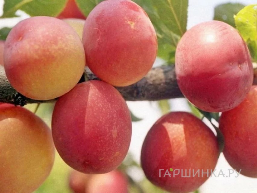Слива Персиковая Мичурина