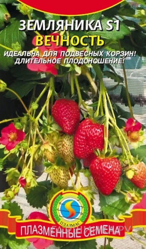 Семена Земляника S1 Вечность, 10 шт, Плазменные семена
