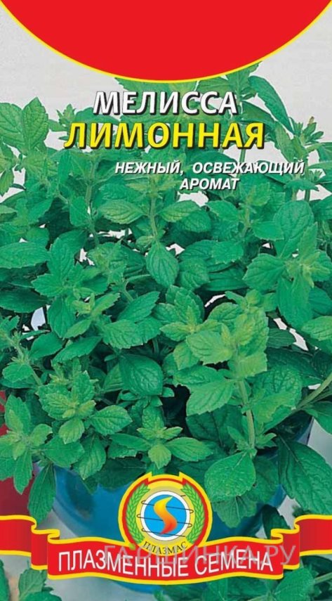 Семена Мелисса лимонная, 0,1 гр, Плазменные семена