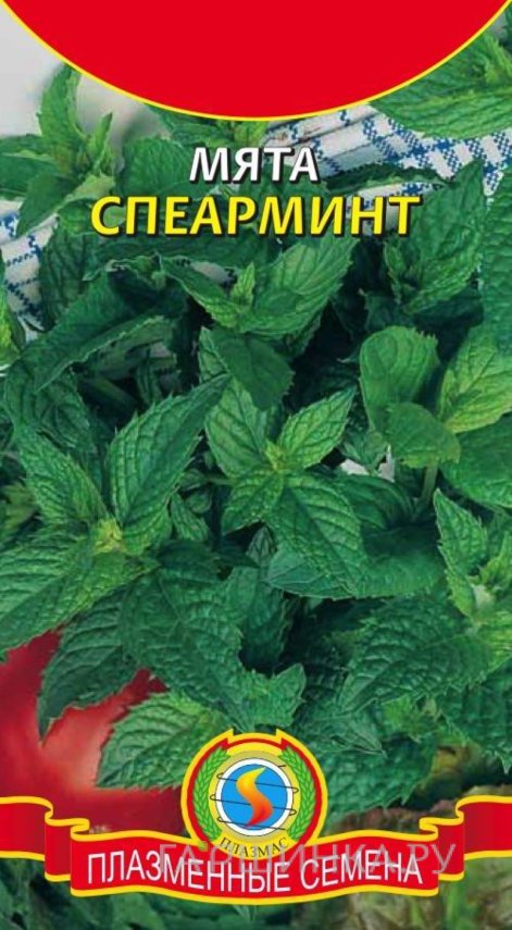 Семена Мята Спеарминт, 0,0006 г, Плазменные семена