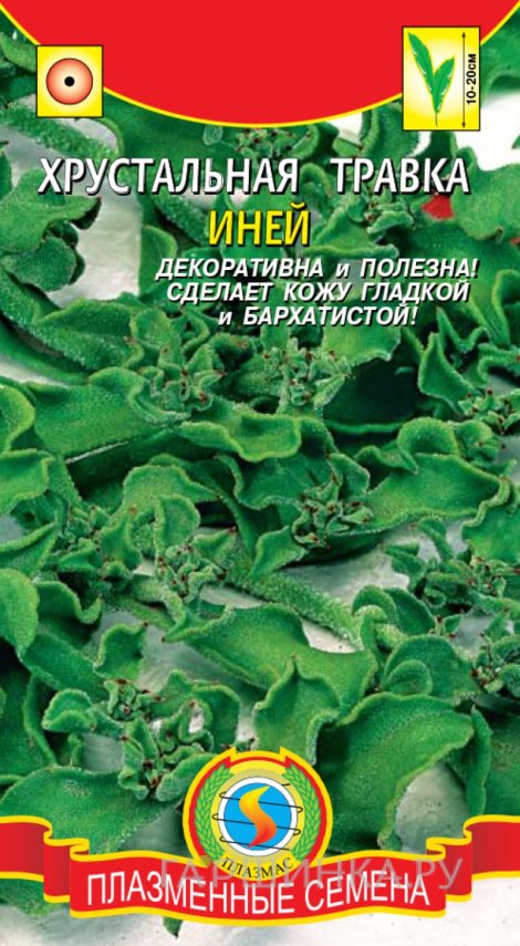 Семена Хрустальная травка Иней, 0,02 гр, Плазменные семена