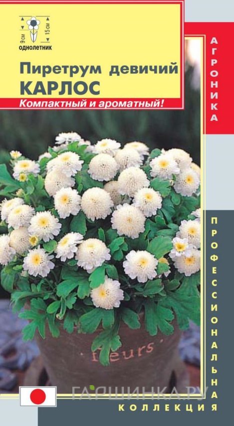 Семена Пиретрум девичий Карлос, 10 шт, Плазменные семена