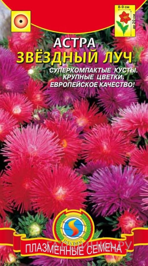 Семена Астра Звёздный луч, 0,1 гр, Плазменные семена