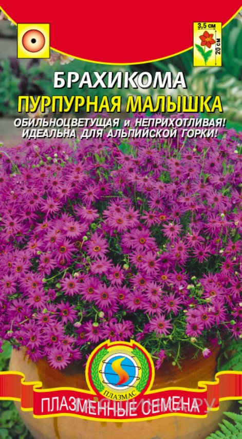 Семена Брахикома Пурпурная малышка, 0,05 гр, Плазменные семена