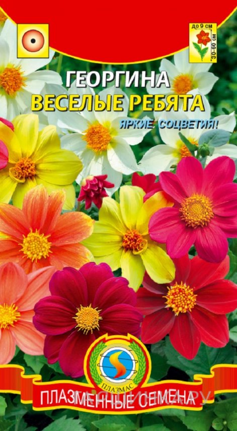Семена Георгина Веселые ребята, 0,15 гр, Плазменные семена