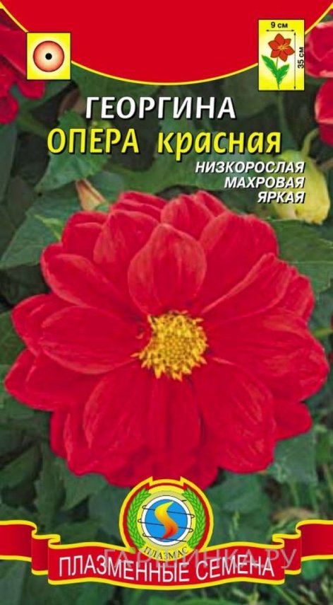 Семена Георгина Опера Красный, 10 шт, Плазменные семена