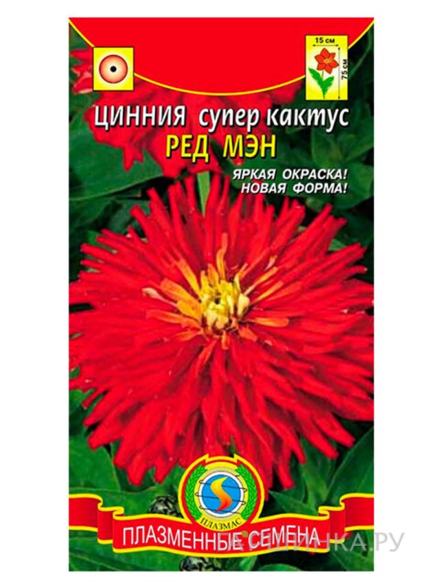 Семена Цинния супер-кактус Ред мэн, 0,25 гр, Плазменные семена