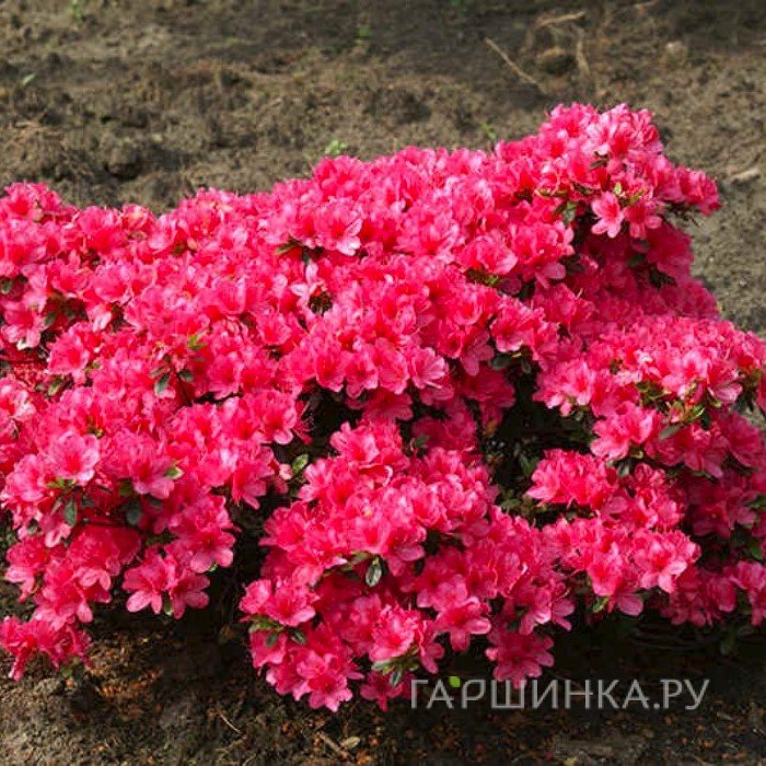 Рододендрон (Азалия) Модеркенсдаг