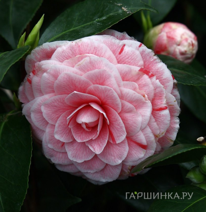 Камелия Бономиана японская