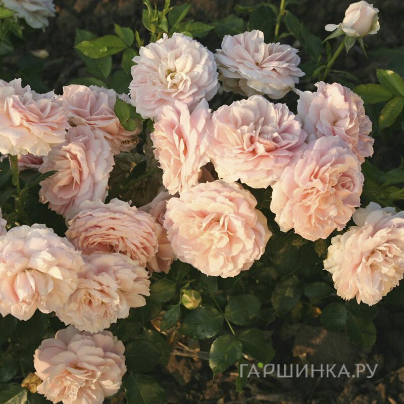 Роза Кремоза