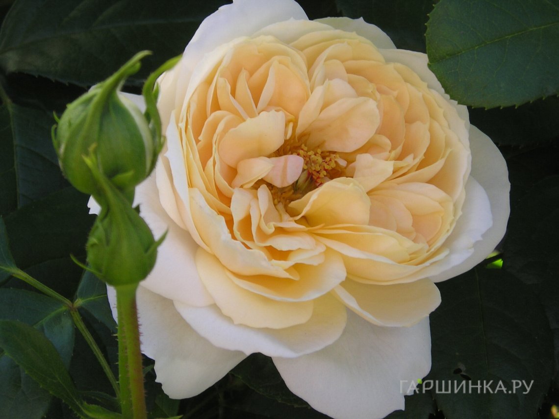 Роза Лионс