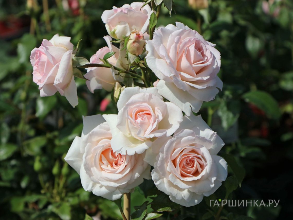 Роза Пенни Лейн