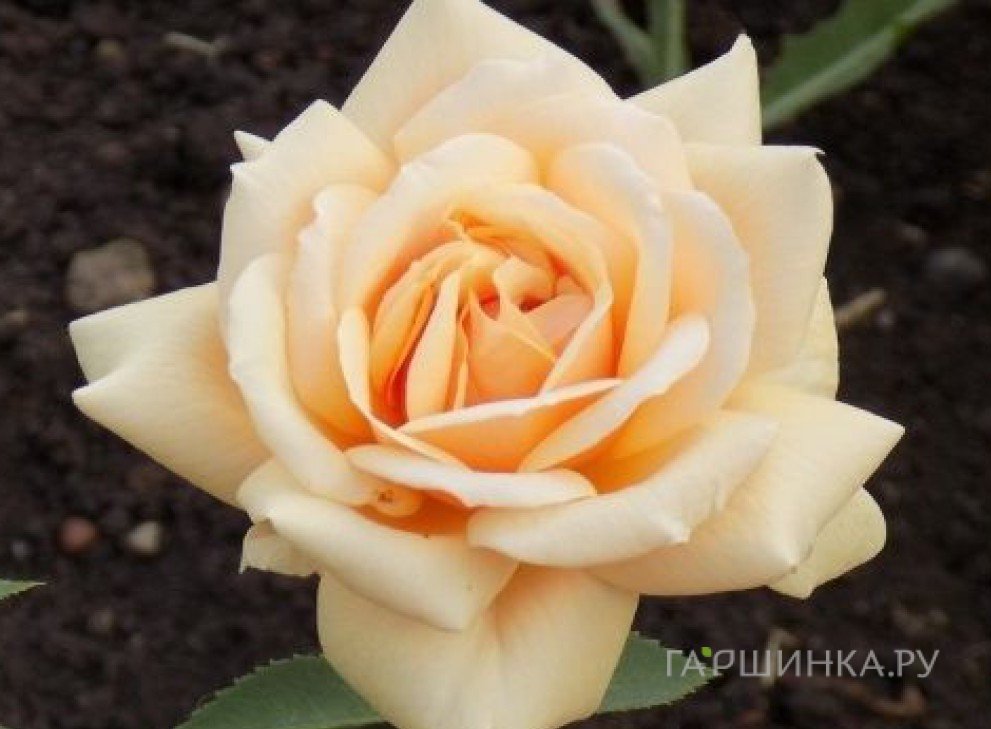 Роза Роял Парк