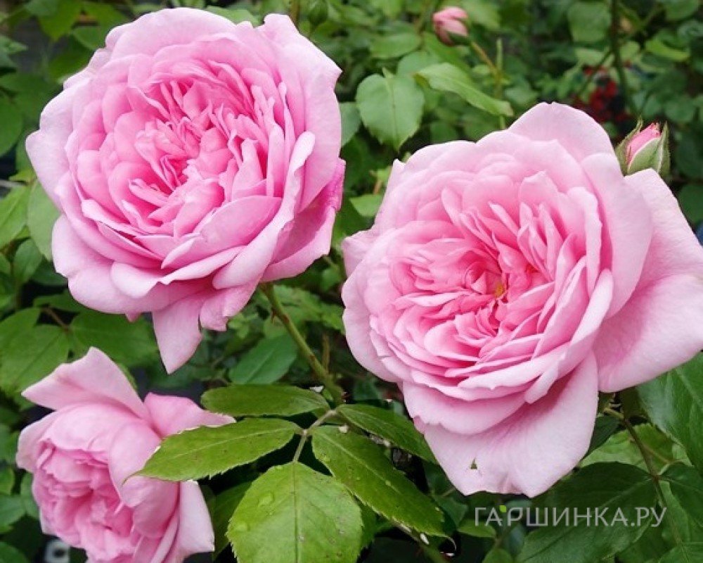 Роза Свит Лагуна