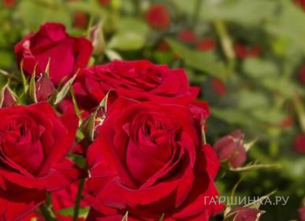 Роза Софи Лорен
