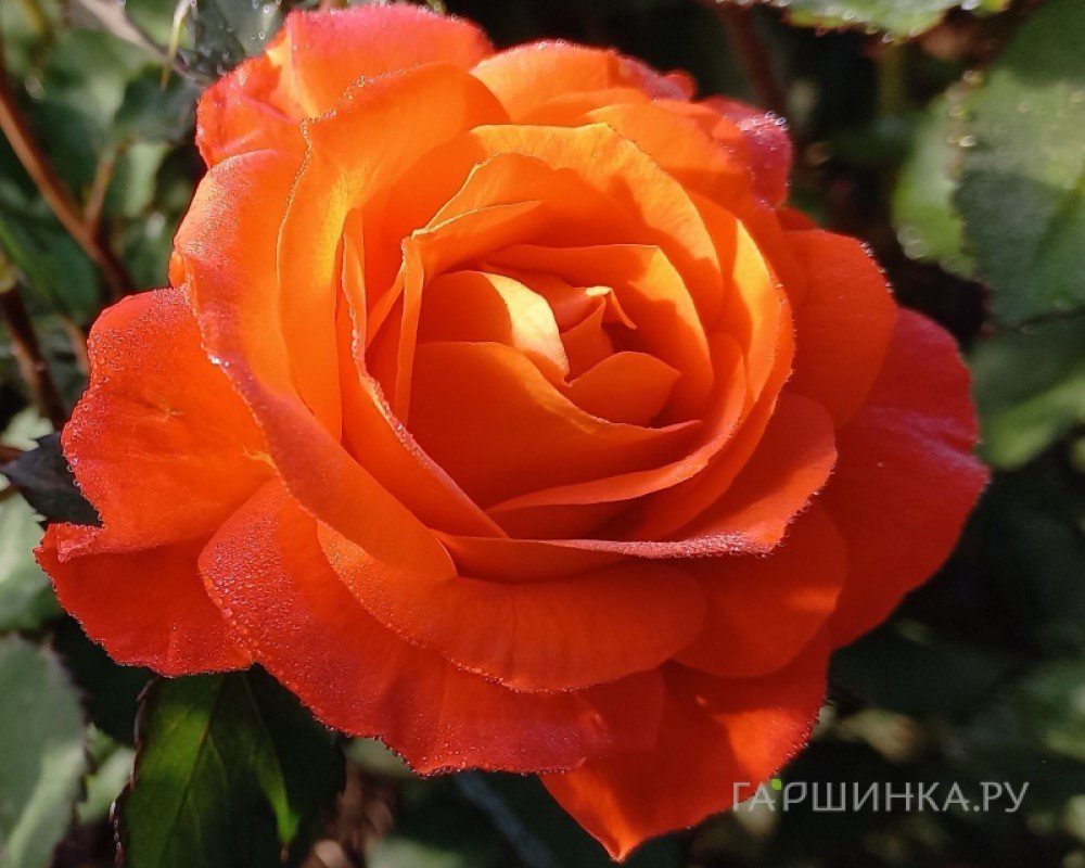 Роза Супер Трупер