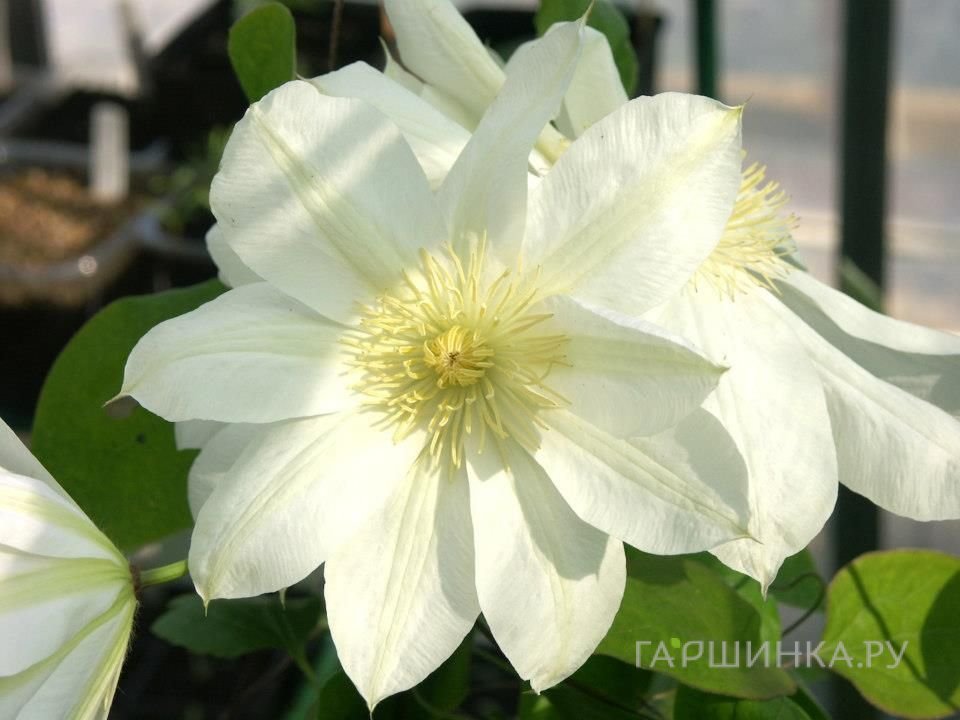 Клематис Халина Нолл крупноцветковый (2)