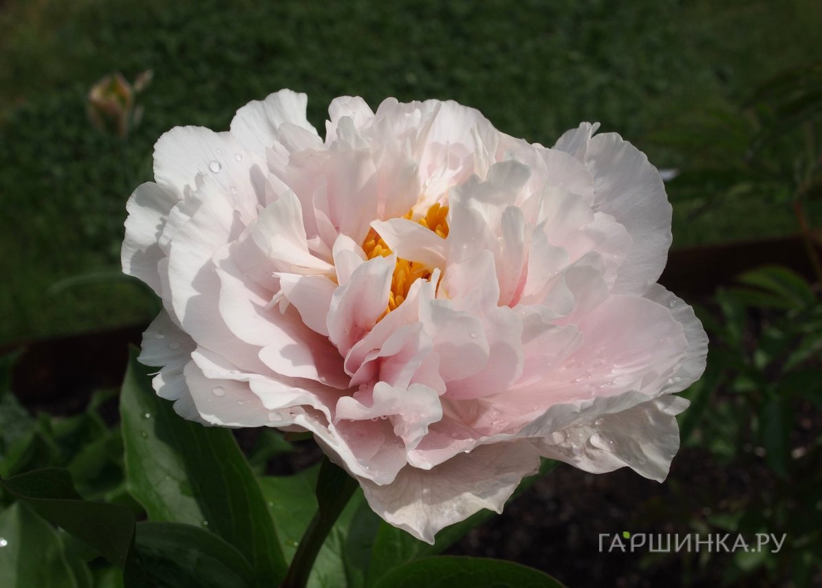 Пион Блашинг Принцесс